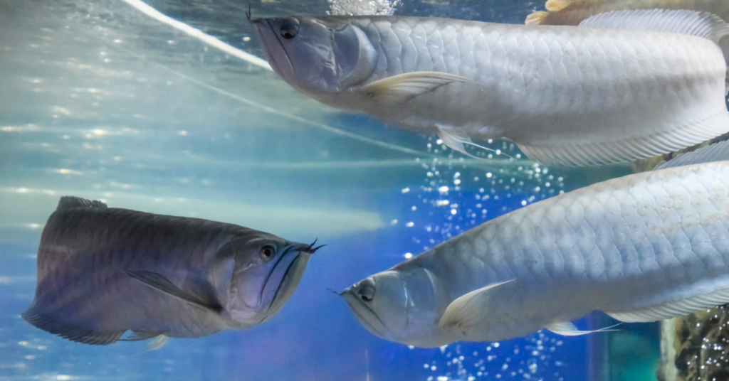 如何喂银龙鱼？银龙鱼吃什么长得快？