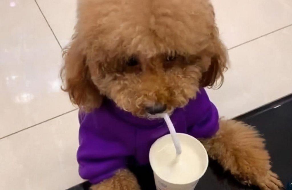 泰迪犬饮食清单，不要乱投食物，这样助于狗狗的健康