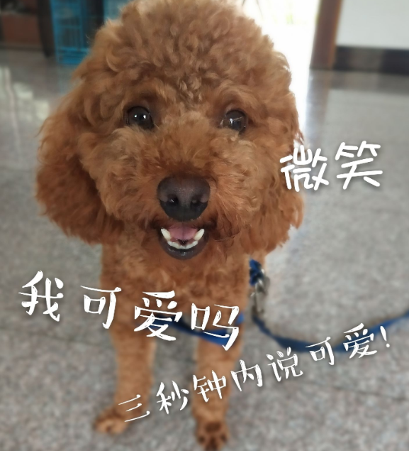 泰迪犬什么颜色最贵？泰迪犬是什么犬？