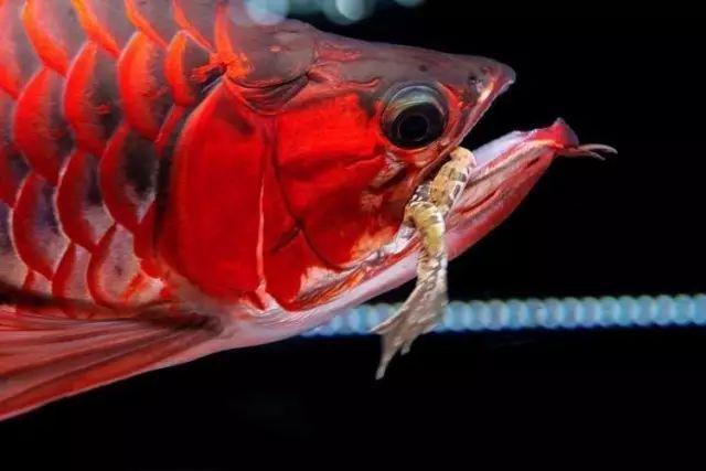 红龙鱼的生活习性 | 红龙鱼喂食正确方法