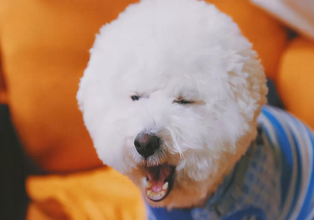 新手养宠:一个月的幼犬到底可以喂什么? 新手养宠:一个月的幼犬到底可以喂什么?