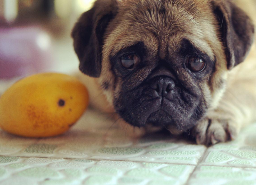 养狗小知识：对狗狗有好处的6种水果，但不要给太多哦！