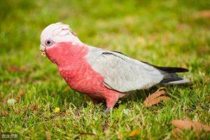 国内罕见粉色鹦鹉？关于粉红巴丹鹦鹉的知识