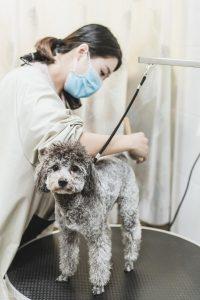 给狗洗澡比人还贵？狗狗洗澡那么贵 贵在哪里？