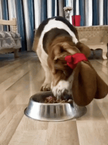 盘点狗狗最爱的食物期清单，口水蹭蹭直流！