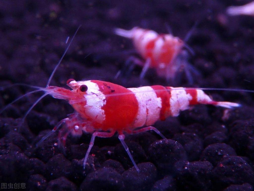 红白水晶虾如何养到爆缸？养红白水晶虾需要注意哪些问题呢？
