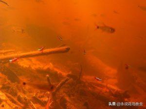 详解宝莲灯鱼——宝莲灯鱼的繁殖和饲养