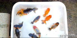 从1天到16周的金鱼繁殖成长记录