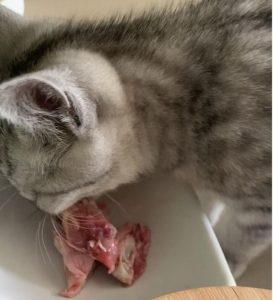 2个月的小奶猫吃什么比较好？猫咪的牙齿结构分析
