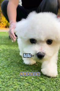 比熊犬的优点有什么？比熊的性格怎么样？