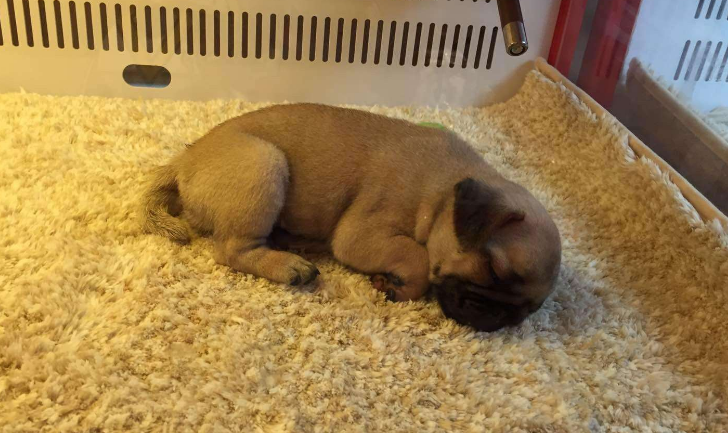如何正确饲养巴哥犬？饲养巴哥的一些经验总结，你会了吗？
