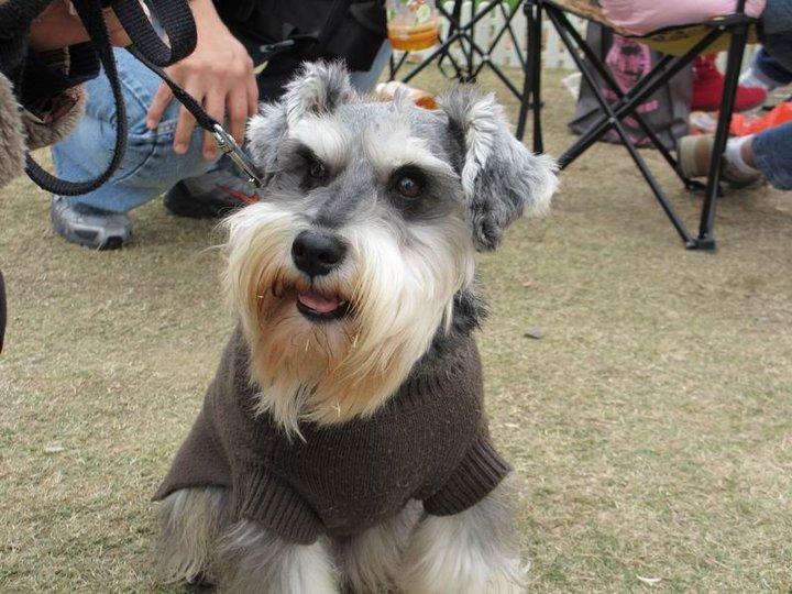 喂食雪纳瑞犬的六大要素（饲养雪纳瑞犬的方法）