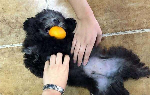 贵宾犬能活多长时间？如何增加狗狗寿命