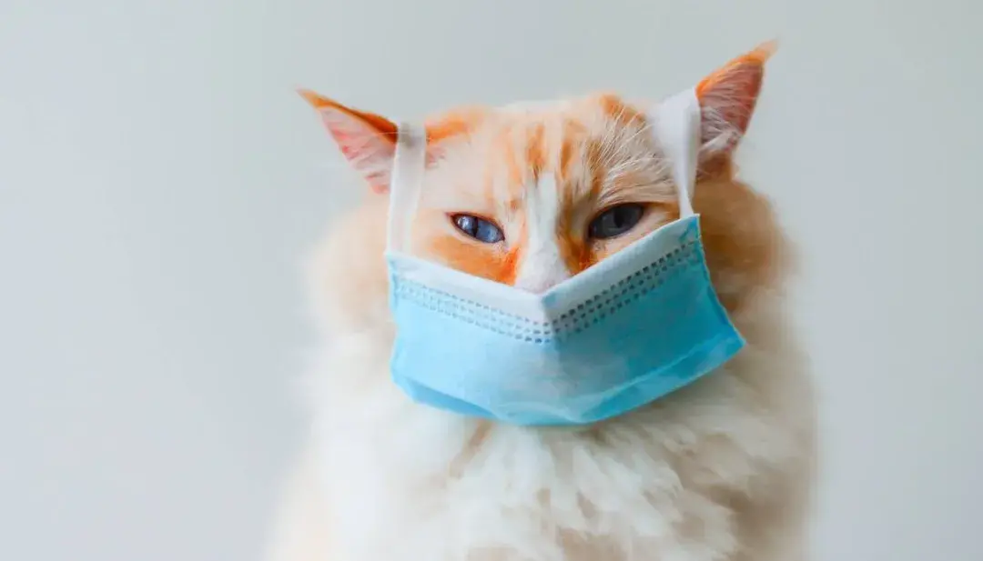 你知道人猫共患病吗？养猫的需要提前预防