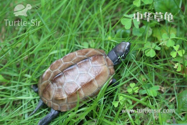 怎样养好一只草龟？带你了解乌龟的三大生活习性！