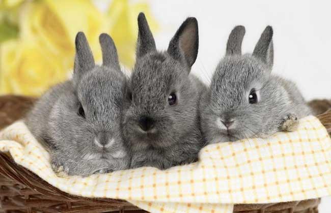 兔子的寿命有多长？兔子怎么分公母？