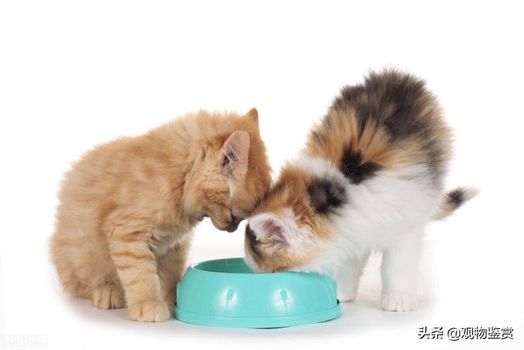 猫一个月吃多少斤猫粮？这要根据实际情况来判断猫的采食量