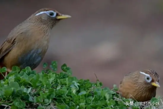 画眉鸟该投喂什么食物？画眉鸟换毛期需注意事项