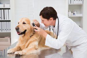 狗狗为什么要注射疫苗？新手铲屎官必看