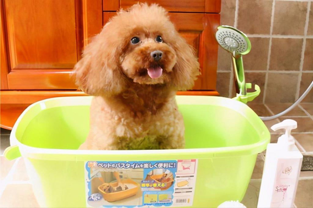 泰迪犬多久洗一次澡？怎么让泰迪犬变得更好看、没有体味？