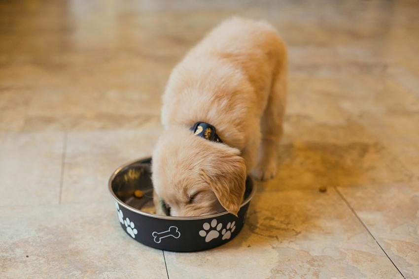 幼犬带回家后该怎么喂养，有哪些注意事项？幼犬喂食需要注意的6个点