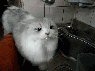 猫咪每天该喝多少水？喝水多少由主食决定