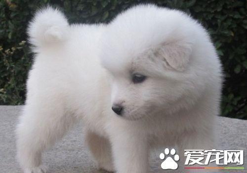 萨摩耶犬到底能够长多高？萨摩耶平均身高体重多少？