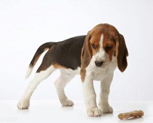 比格犬的喂食禁忌你知道多少比格犬喂食我们该怎么做？