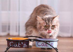 猫一天喝多少水比较合适？如何促进猫咪多喝水？