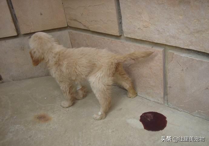 犬八联疫苗预防疾病的介绍(狗八联疫苗多少钱一针) 犬八联疫苗预防疾病的介绍(狗八联疫苗多少钱一针)