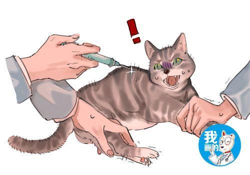 猫咪需要注射的疫苗有哪些？疫苗接种后要注意什么？