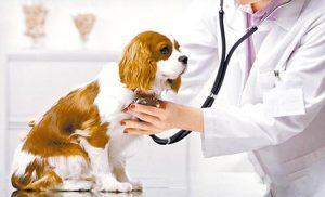 给狗狗打疫苗贵吗？狗狗如何打疫苗？