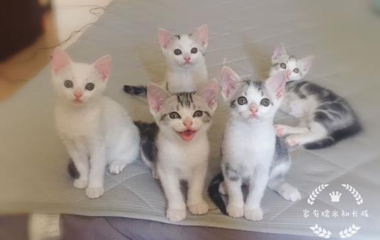猫咪体内驱虫药大盘点为什么幼猫也要做体内驱虫? 猫咪体内驱虫药大盘点为什么幼猫也要做体内驱虫?