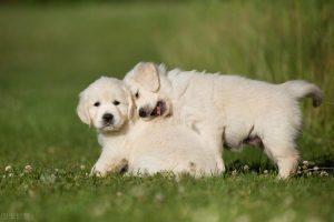 养金毛犬一个月要花多少钱？一天喂多少才合理？