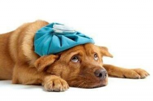 狗狗得了犬窝咳怎么办？怎么治疗？