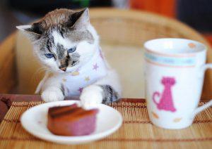 什么食物才是猫咪最喜欢吃的吗？你知道吗