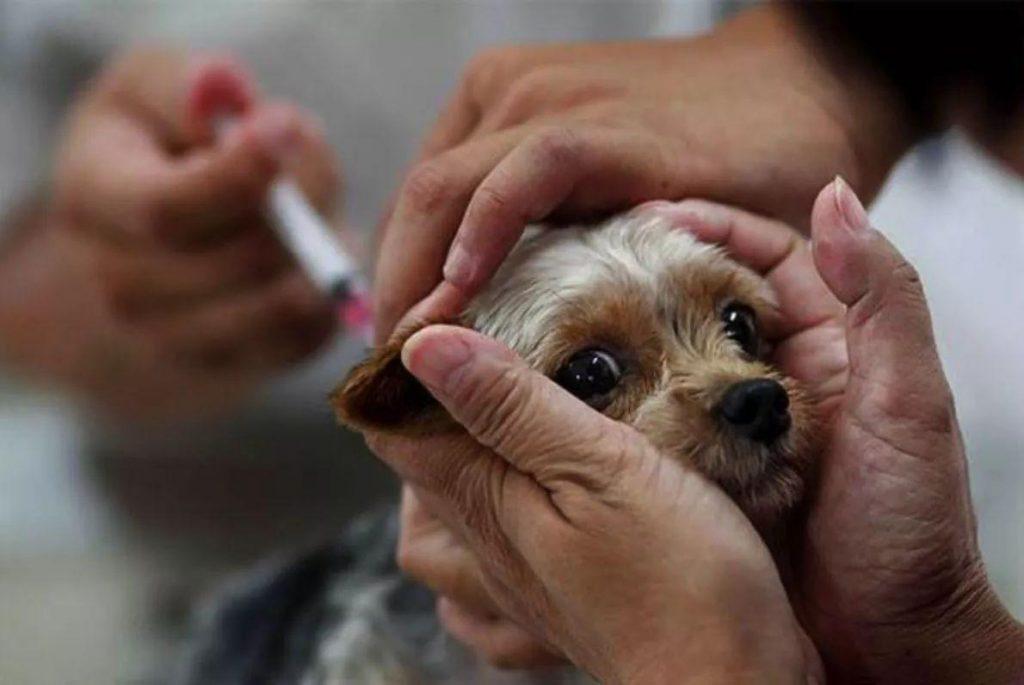宠物被推荐注射犬八联疫苗，六联和八联两者之间到底有什么区别？