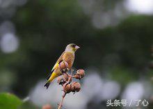 关于金翅雀的知识——金翅雀的栖息环境是怎么样的？