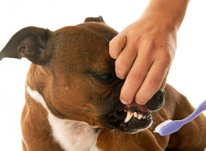 两个月狗狗口臭是什么原因？两个月的小狗出现口臭怎么回事？