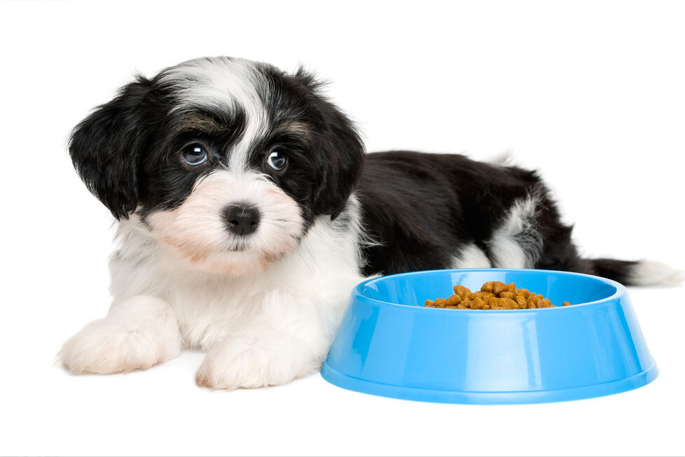 狗狗要养成吃饭的好习惯，必须树立3个规则