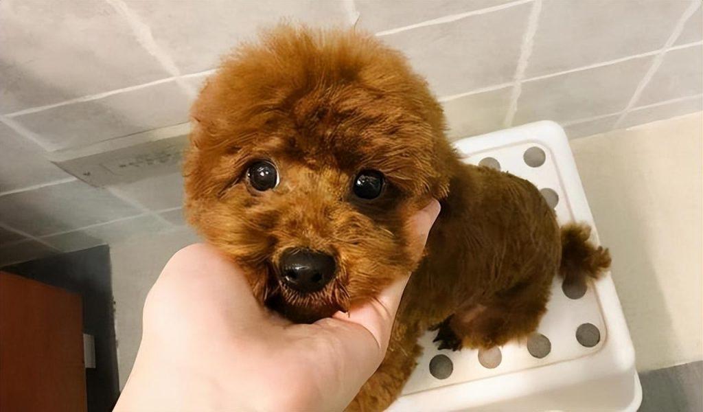 泰迪犬不是越贵越好，有这5个特征，都是好泰迪