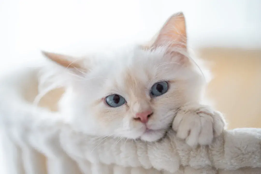 猫咪体温多少是发烧？猫的体温正常范围是多少？
