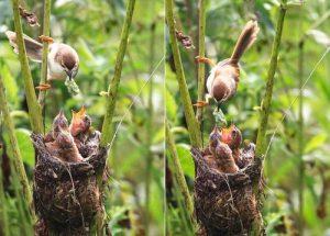 孵化期和留巢期是怎么回事？麻鸟是哪个阶段的鸟？