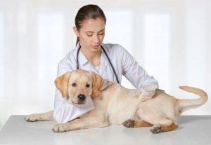 狗狗常见的那些病有哪些？需要提前预防