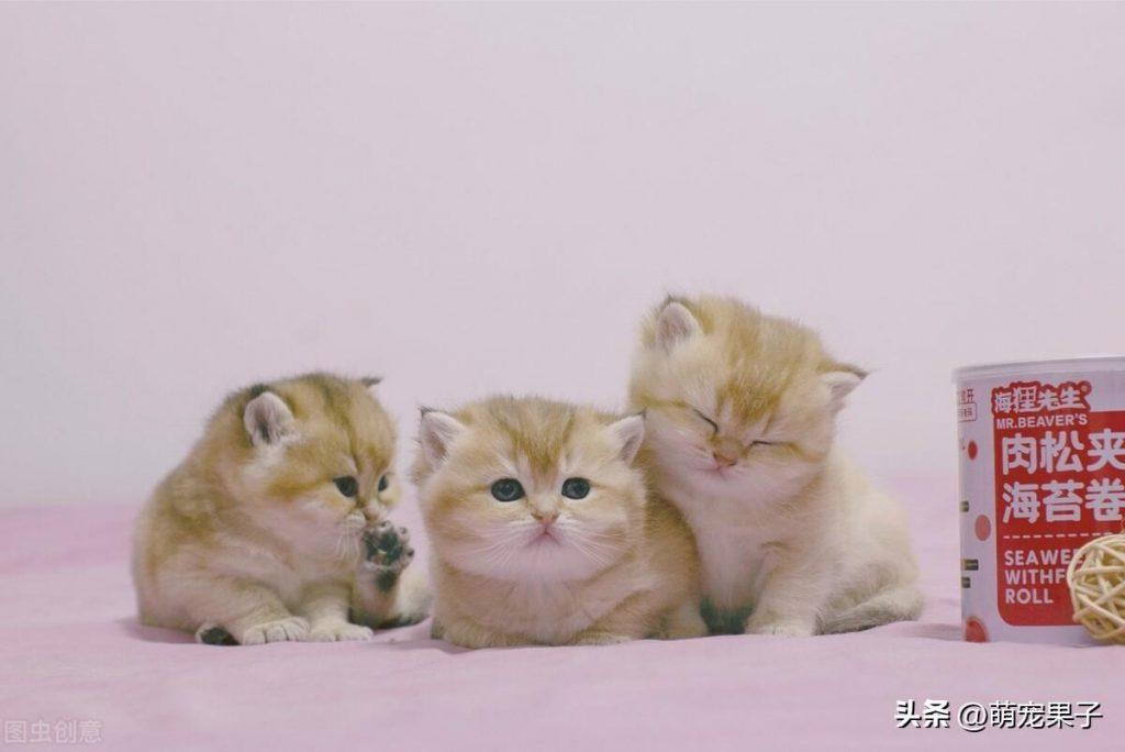 银渐层猫多少钱一只？到底买金渐层还是银渐层好？