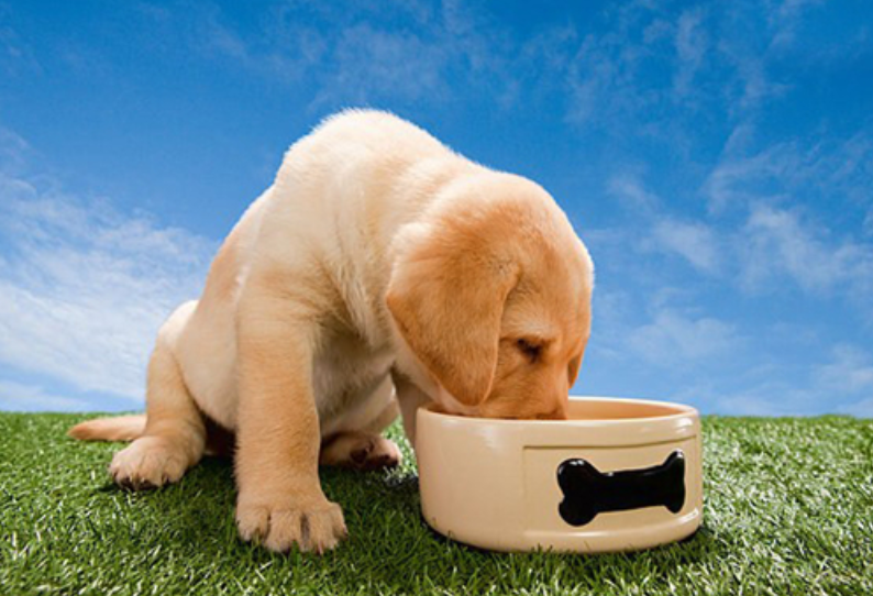 关于金毛幼犬的饮食：幼犬期的小金毛适合吃些什么？