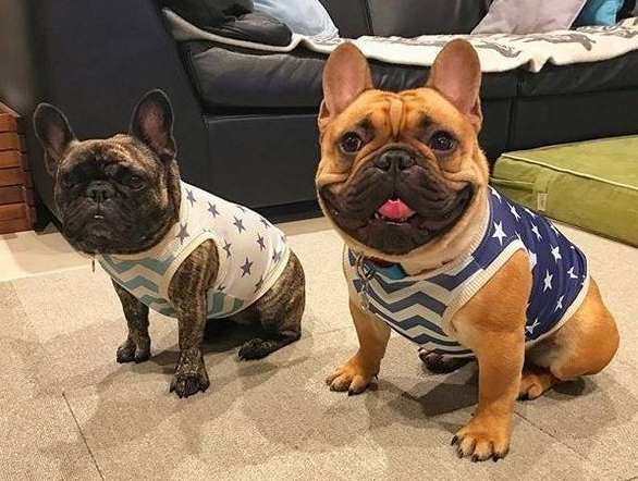法国斗牛犬多少钱一只？法国斗牛犬应该要如何饲养？