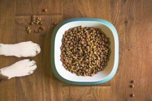 如何确定每日应该喂狗狗多少狗粮？