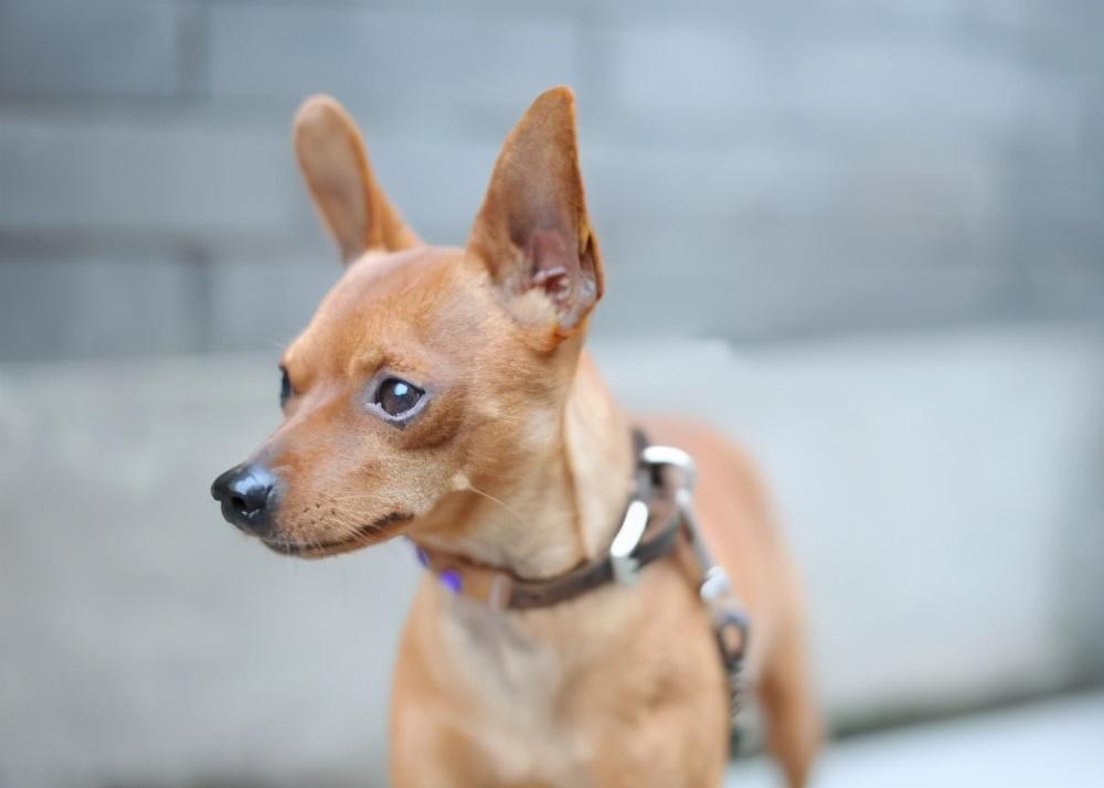 怎样使用正确的训练方法改掉小鹿犬的坏习惯？