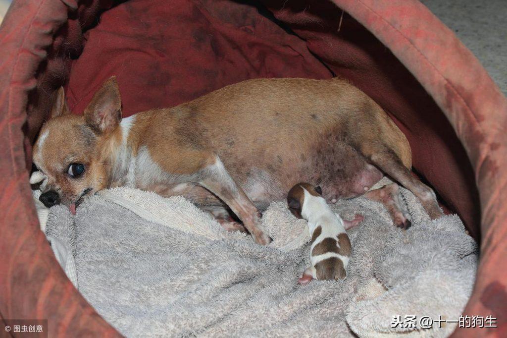 母犬怀孕到生产要多少天?怀孕的狗狗会有哪些变化?如何照顾产前产后的母犬? 母犬怀孕到生产要多少天?怀孕的狗狗会有哪些变化?如何照顾产前产后的母犬?